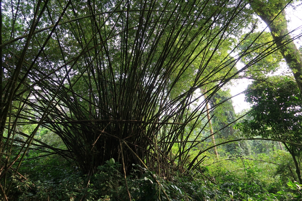 Bambous taille XXL